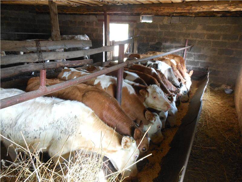 Выгодно ли держать бычков на мясо: преимущества и недостатки